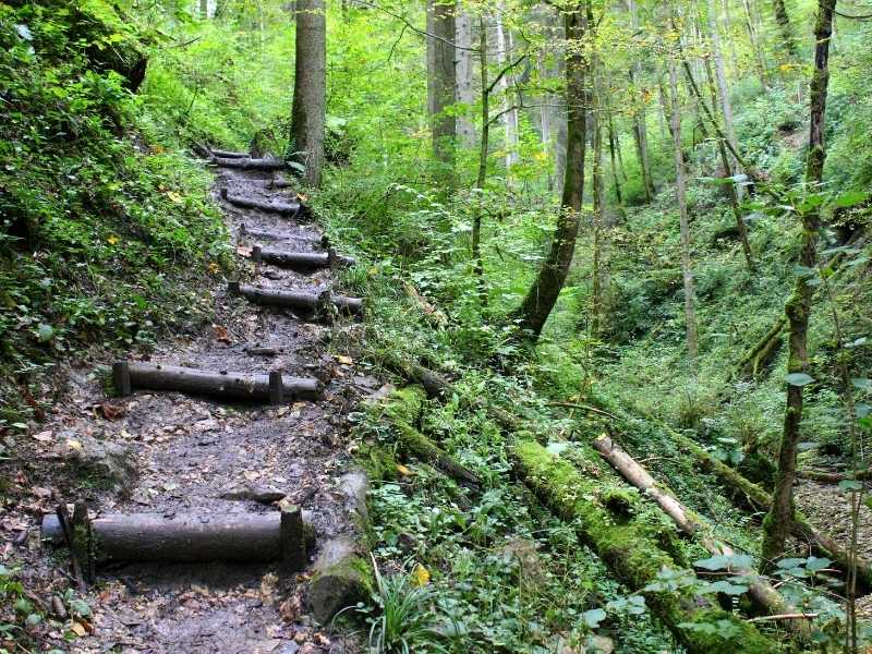 Mystischer Schwarzwald