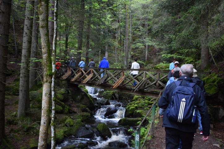 Waldpfad im Schwarzwald