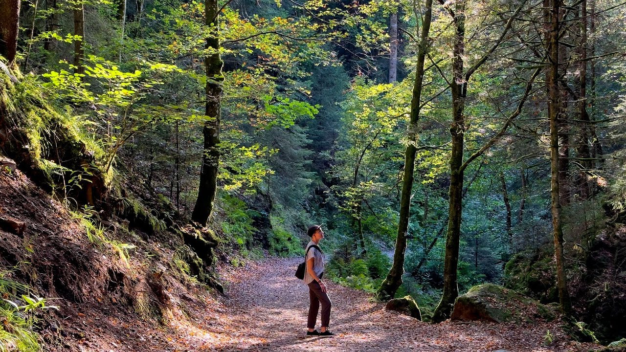 Panoramablick über den deutschen Wald