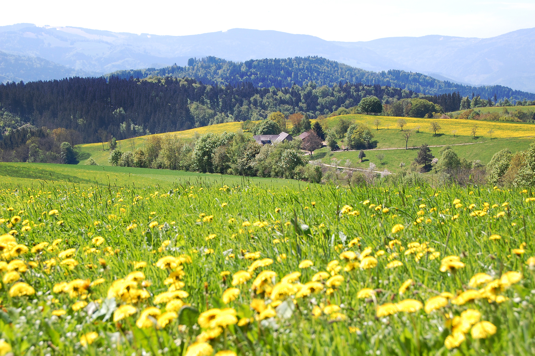 Deutsche Waldlandschaft